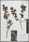 Foto von Salix apennina A. K. Skvortsov